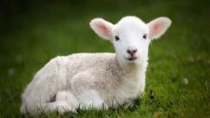 Baby Lamb