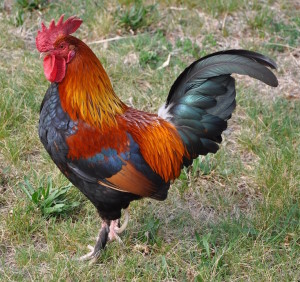 Rooster-1